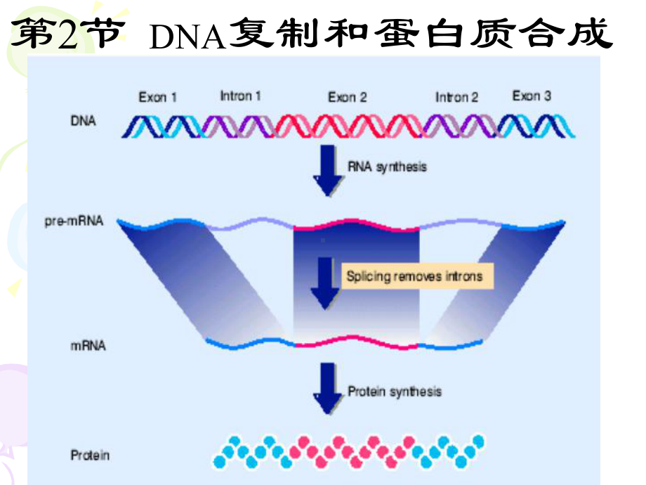 DNA复制和蛋白质合成 2 高二生物课件教案 人教版.ppt_第2页