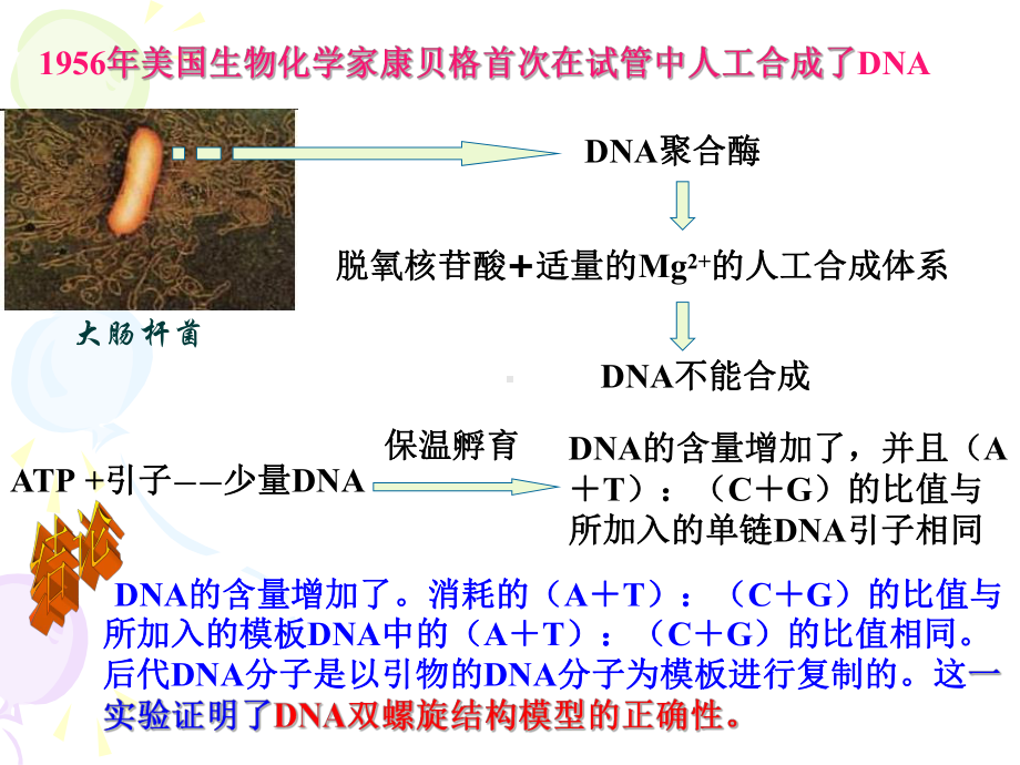 DNA复制和蛋白质合成 2 高二生物课件教案 人教版.ppt_第3页