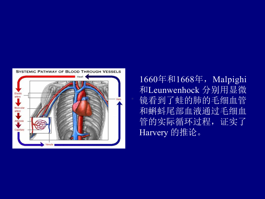 (生理学课件)6-循环系统1.ppt_第3页