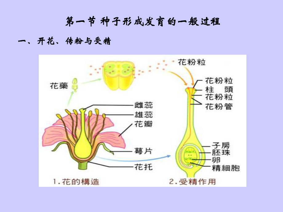 (种子学课件)第三章种子发育.ppt_第2页