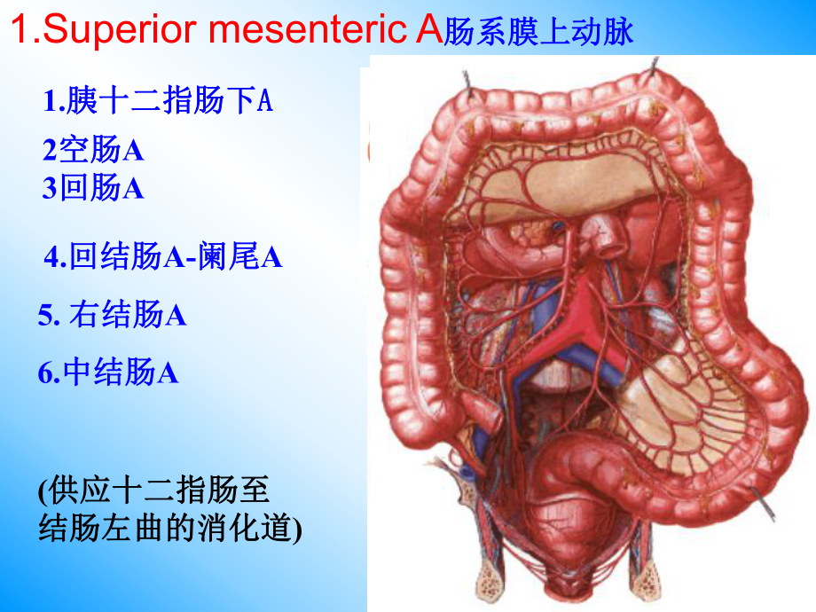 （解剖学课件）结肠下区解剖.ppt_第3页