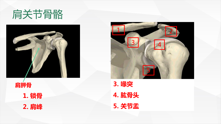 《肩袖损伤》课件.pptx_第3页