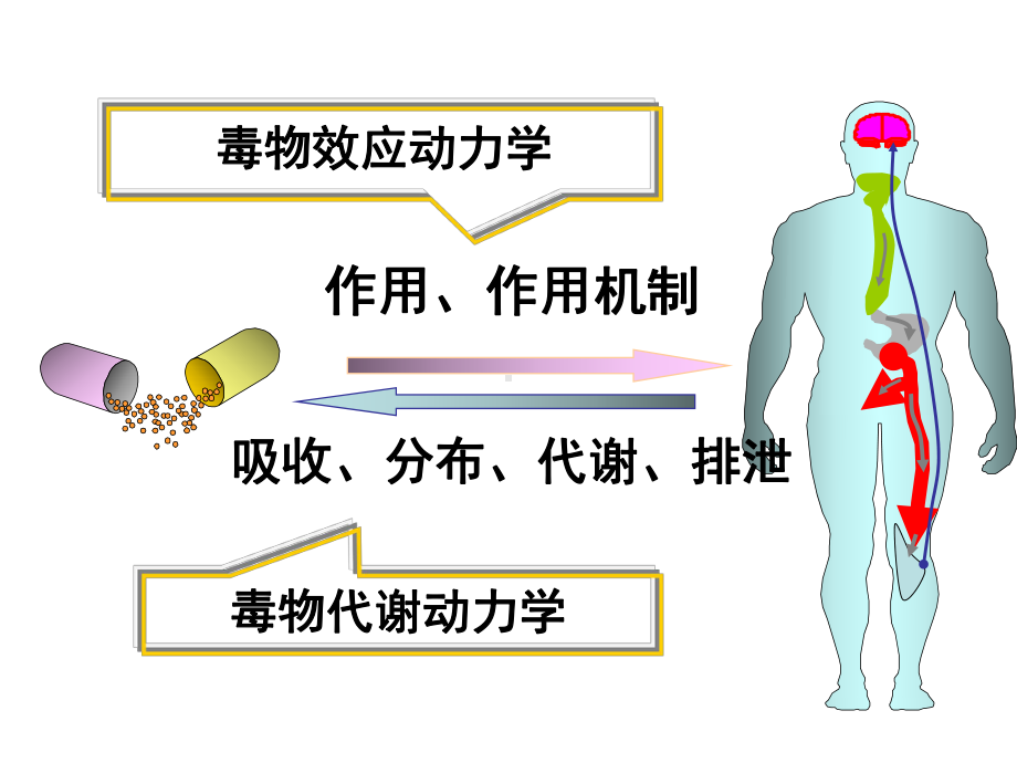 中药毒理学2课件.ppt_第3页