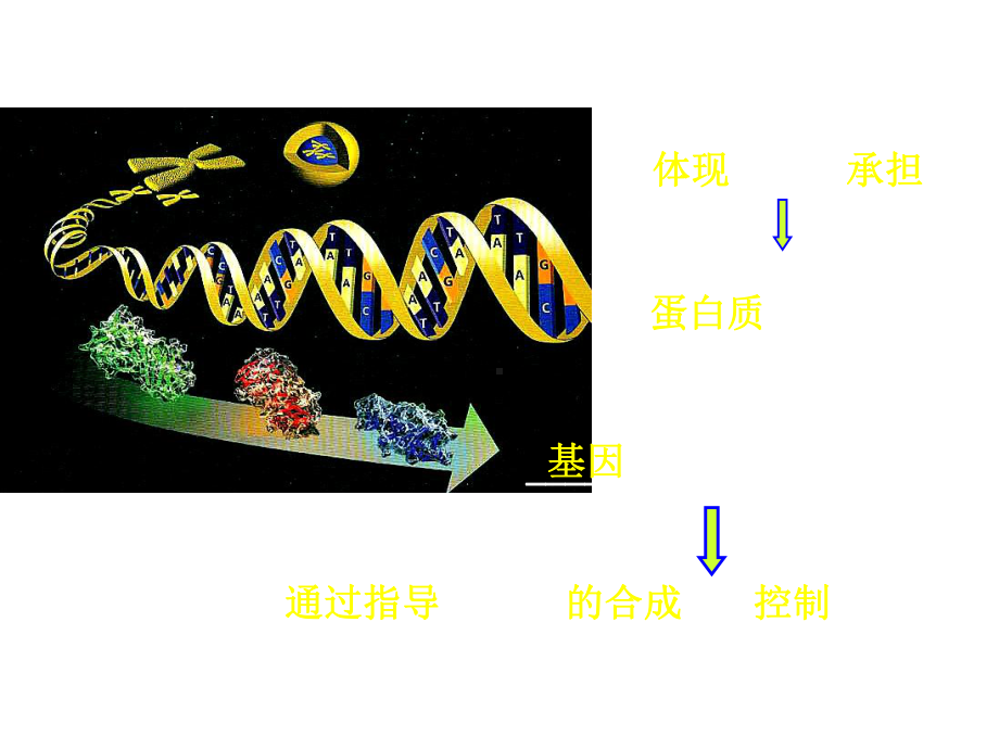 （高考必备）甘肃省永昌县第一中学人教版高中生物必修二：41基因指导蛋白质的合成课件.ppt_第3页