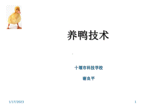 《养鸭技术》教学课件.ppt