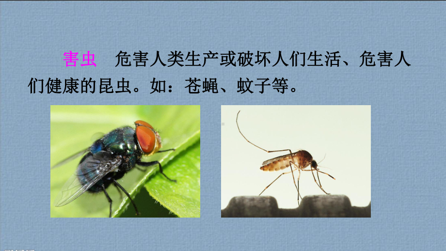 “一年级下册动物儿歌》”教案课件.ppt_第3页