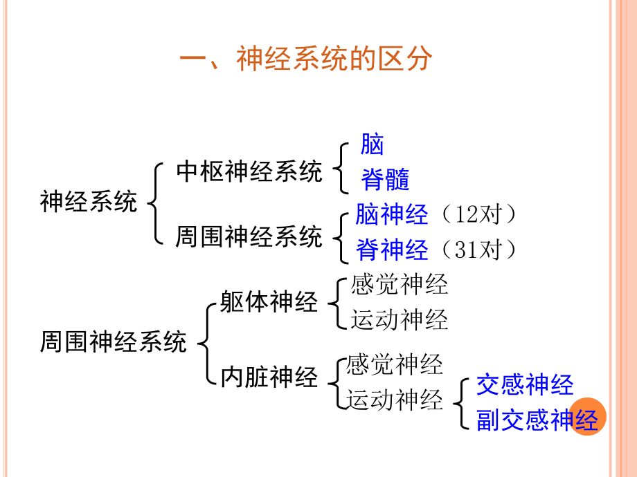 中枢神经系统课件讲义.ppt_第2页