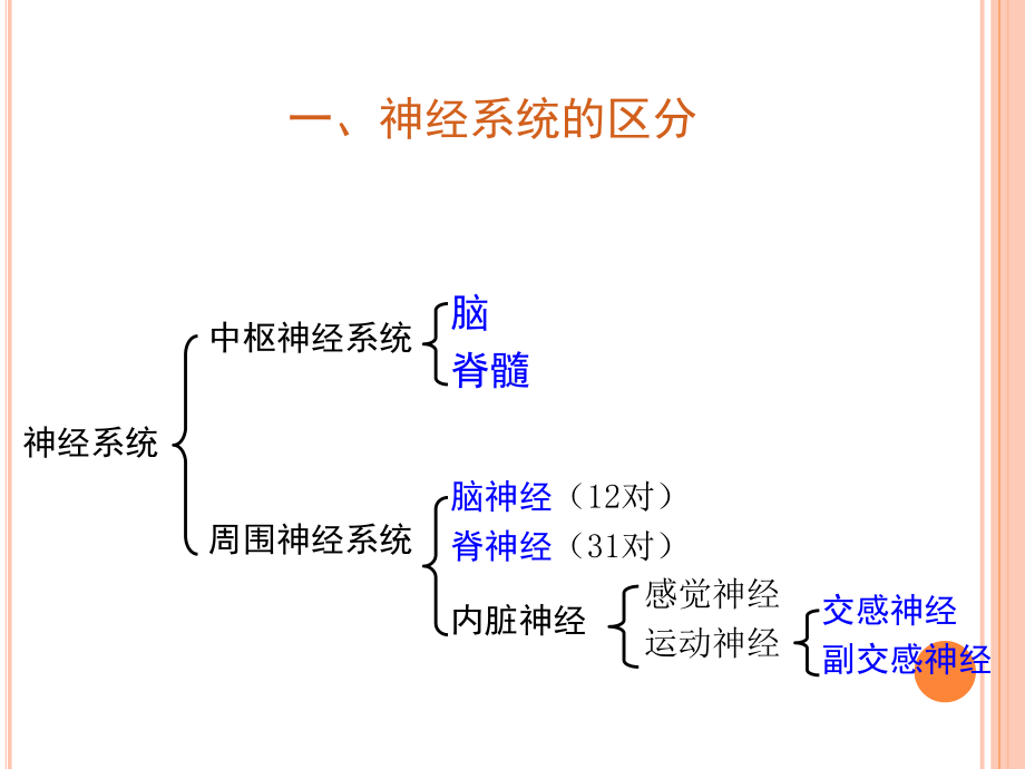 中枢神经系统课件讲义.ppt_第3页