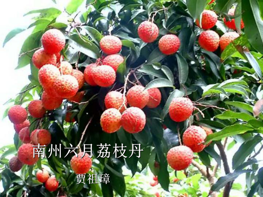 [名校联盟]云南省开远四中九年级语文《南州六月荔枝丹》课件.ppt_第1页