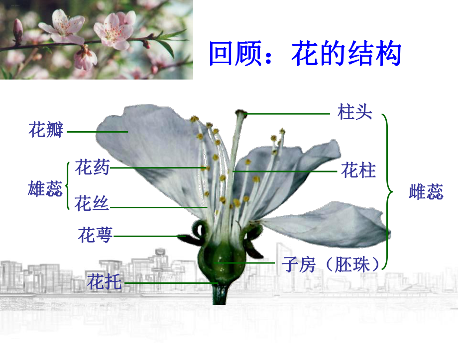 《植物生殖方式的多样性》(完美版)课件.pptx_第2页