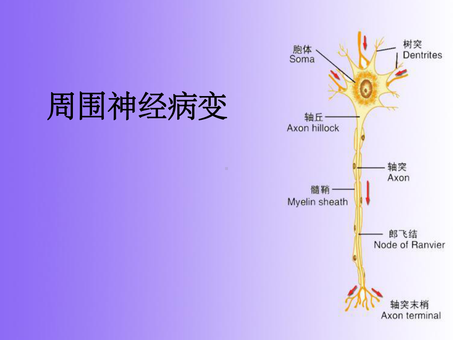 《周围神经病变》课件.ppt_第1页