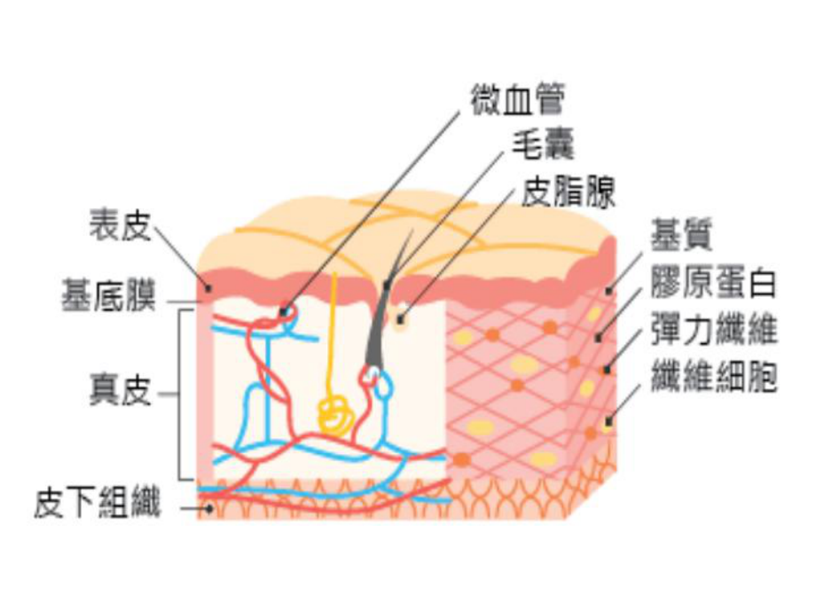 3皮肤的组织结构课件002.ppt_第2页