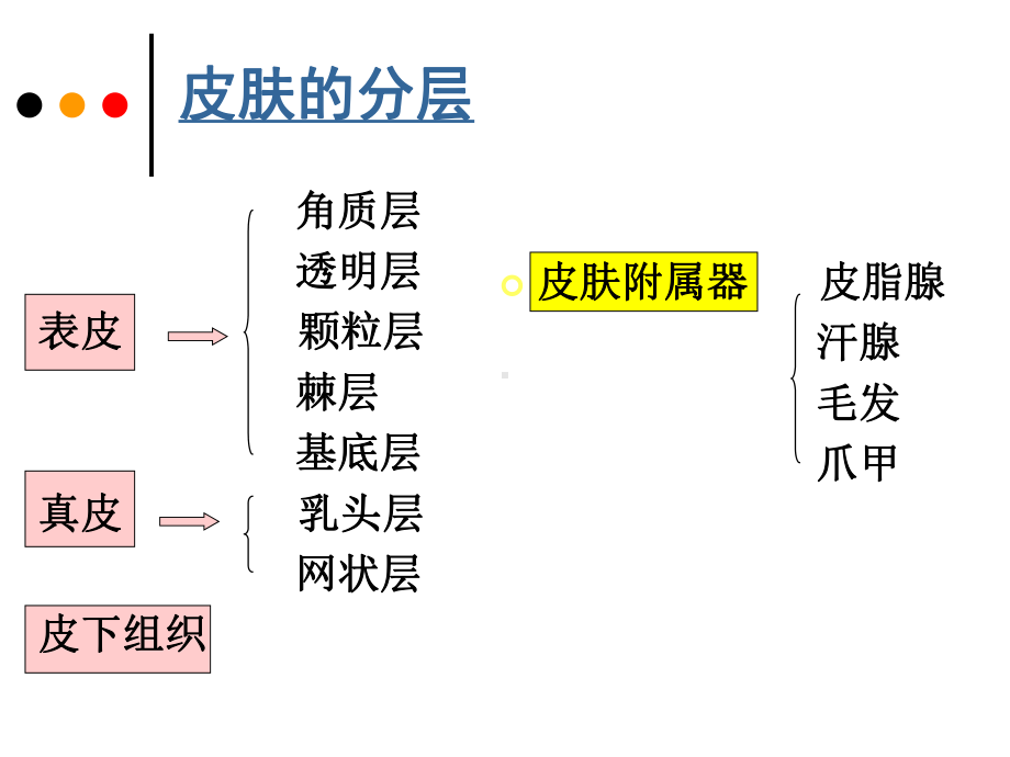 3皮肤的组织结构课件002.ppt_第3页