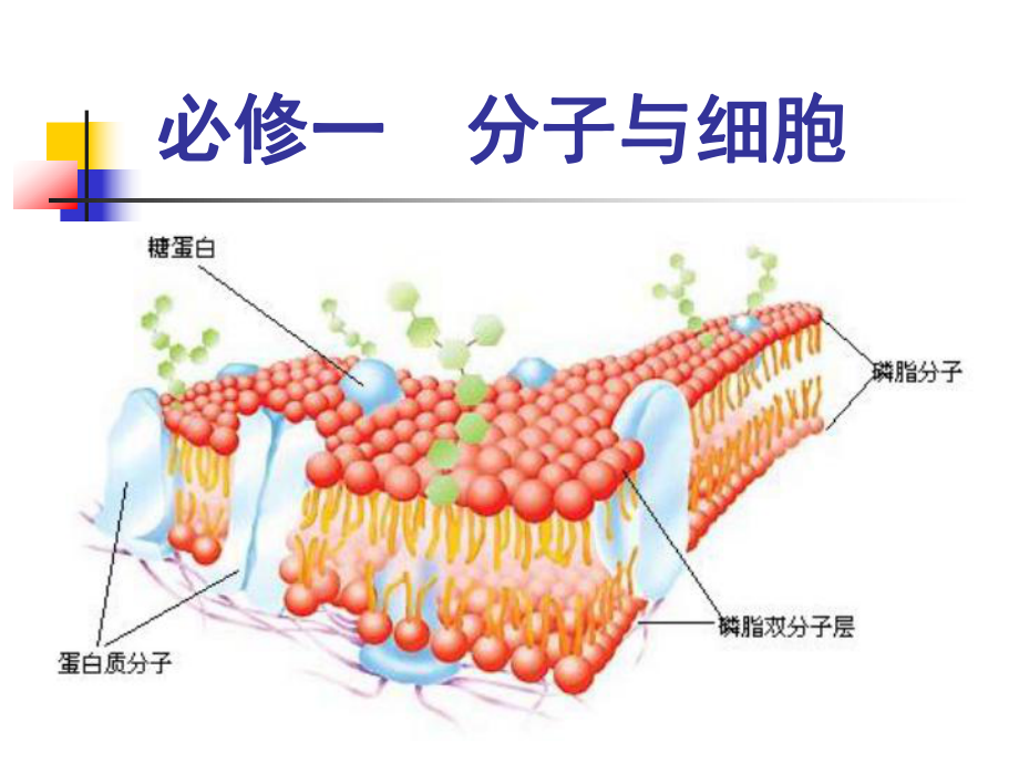 11从生物圈到细胞课件.ppt_第2页