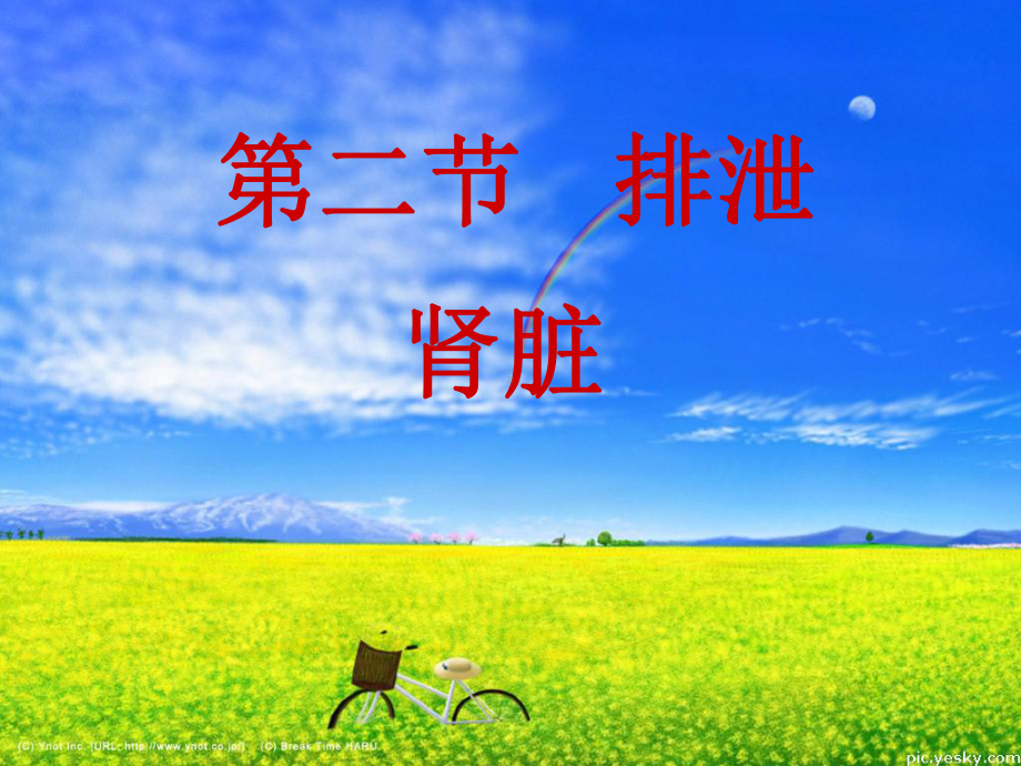 七年级生物课件肾脏.ppt_第1页