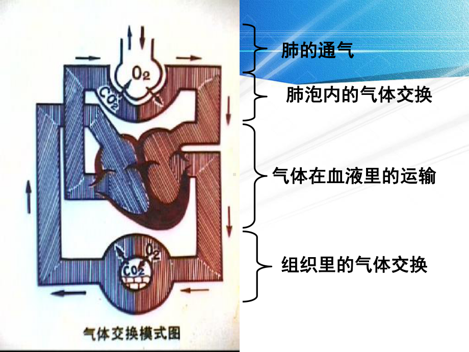 七年级生物课件肾脏.ppt_第2页