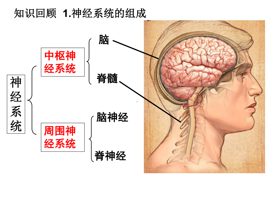 312通过神经系统的调节课件.ppt_第2页