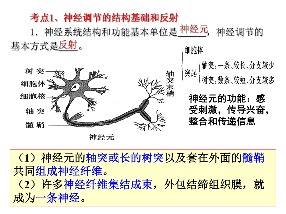 312通过神经系统的调节课件.ppt_第3页