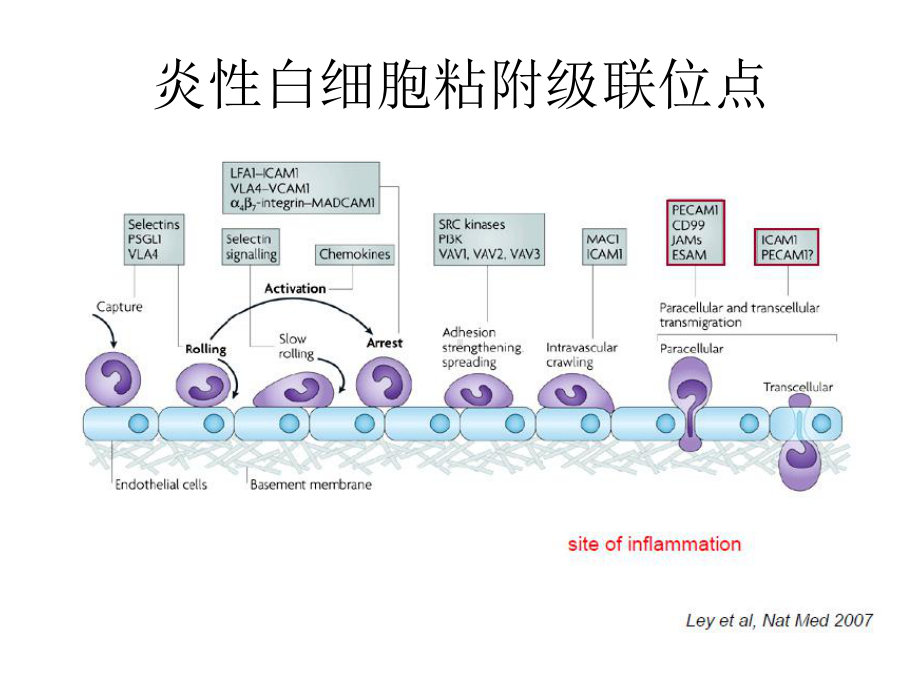 中性粒细胞广州血液中心课件.ppt_第2页