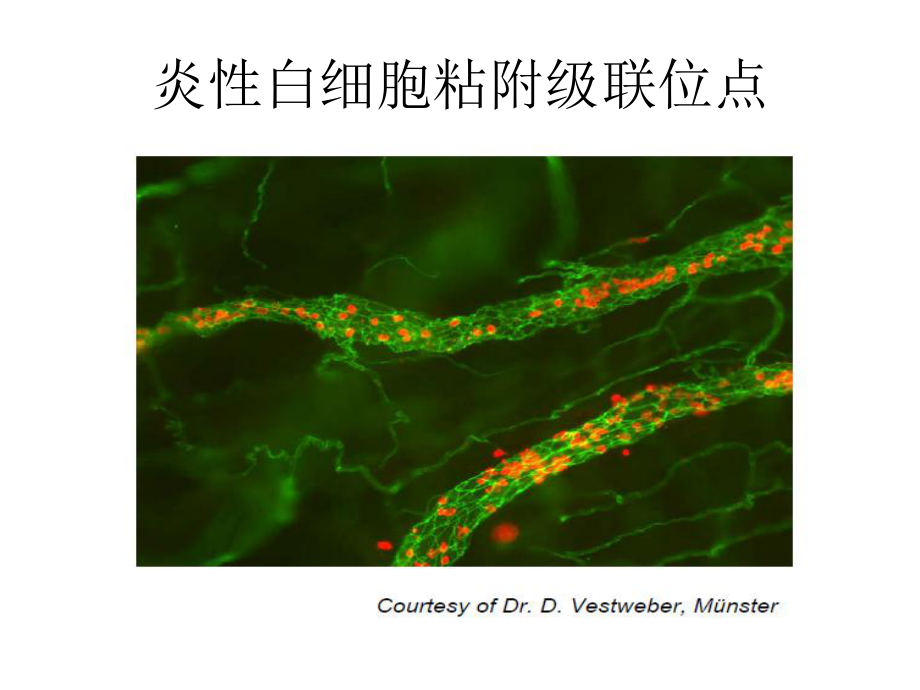 中性粒细胞广州血液中心课件.ppt_第3页