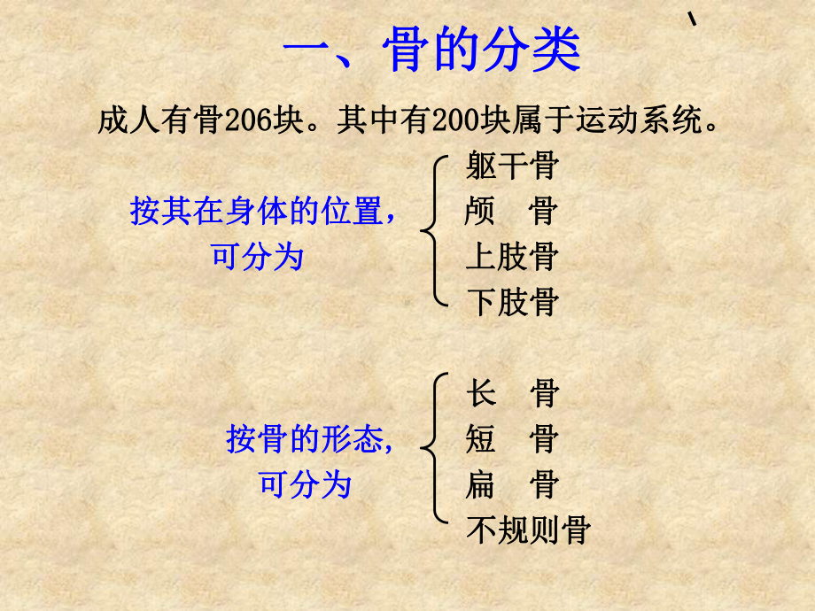 (正常人体结构学)第二章运动系统骨学教学内容课件.ppt_第3页