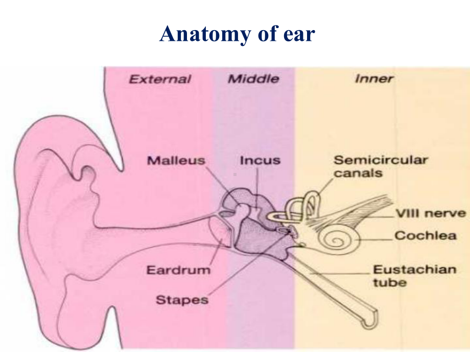 上海交通大学耳鼻咽喉科学英文版课件 clinical anatomy physiology of the ear.ppt_第2页