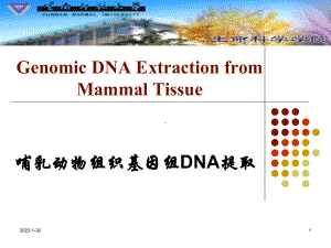 1105哺乳动物组织基因组DNA提取课件.ppt