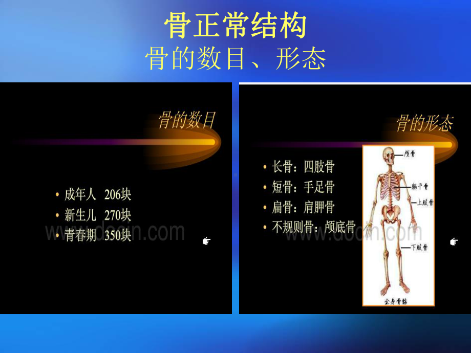 X线正常解剖变异最终版课件.ppt_第3页