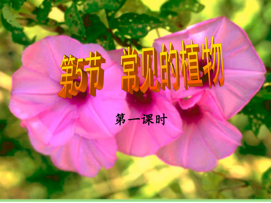 251常见的植物(种子植物)课件.ppt_第1页