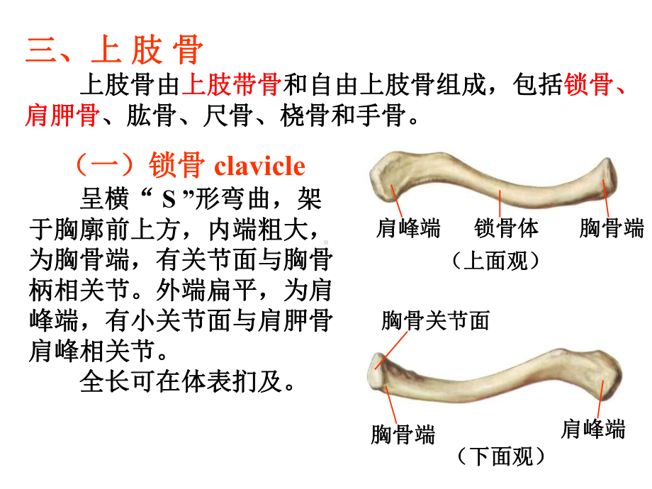 上肢骨与其连结课件.ppt_第3页