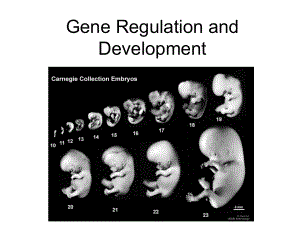 Gene-Regulation-and-Development：基因调控和发育课件.ppt