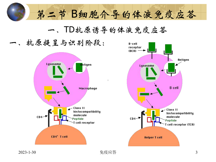 6第六章免疫应答课件.ppt_第3页