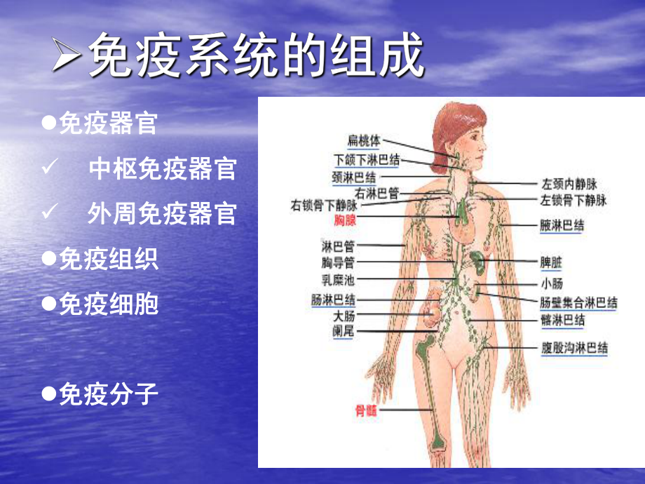 （医学免疫学课件）免疫组织和器官.ppt_第2页