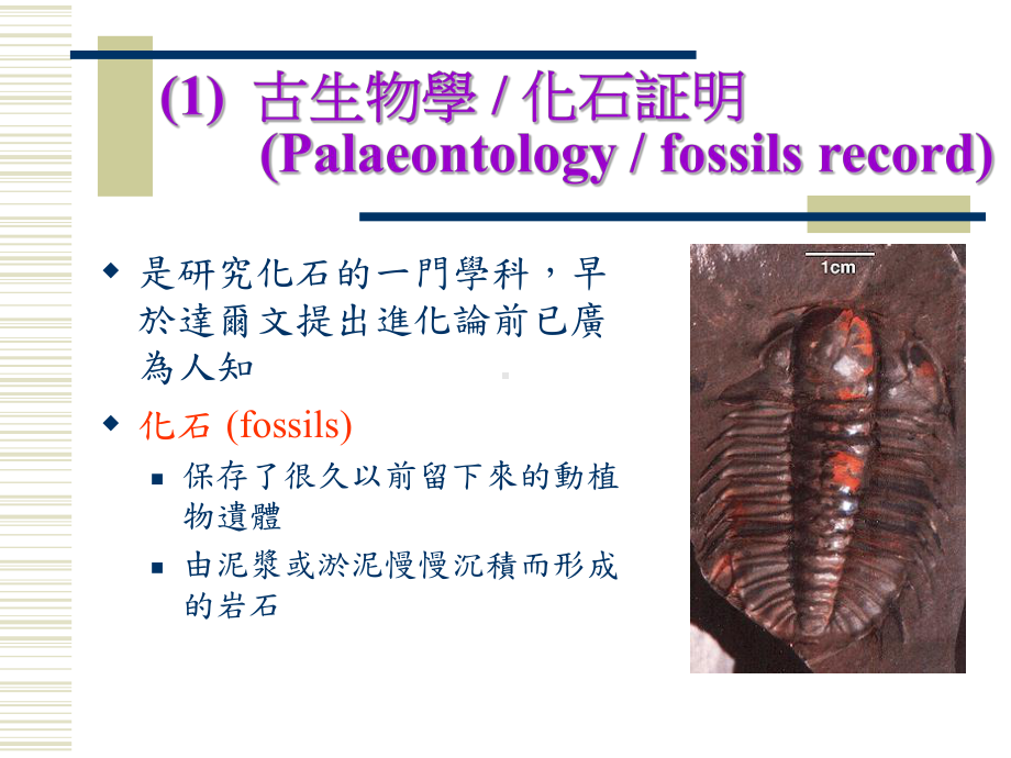 A同源器官及趋异演化课件.ppt_第3页