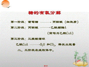 15第十五章柠檬酸循环课件.ppt