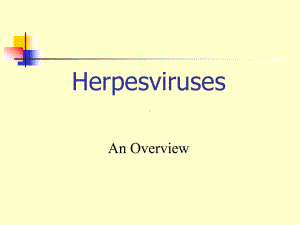 herpesviruses(水痘带状疱疹病毒)课件.ppt