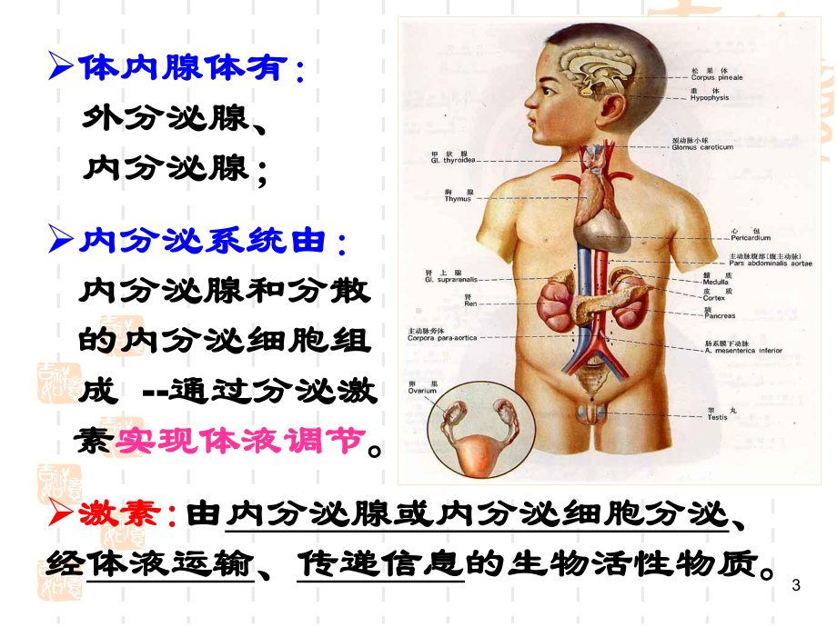 下丘脑和垂体的内分泌课件.ppt_第3页