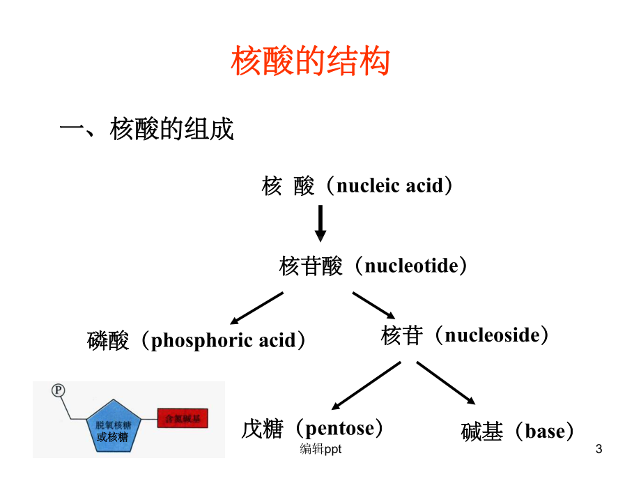 《核苷酸与核酸》课件.ppt_第3页