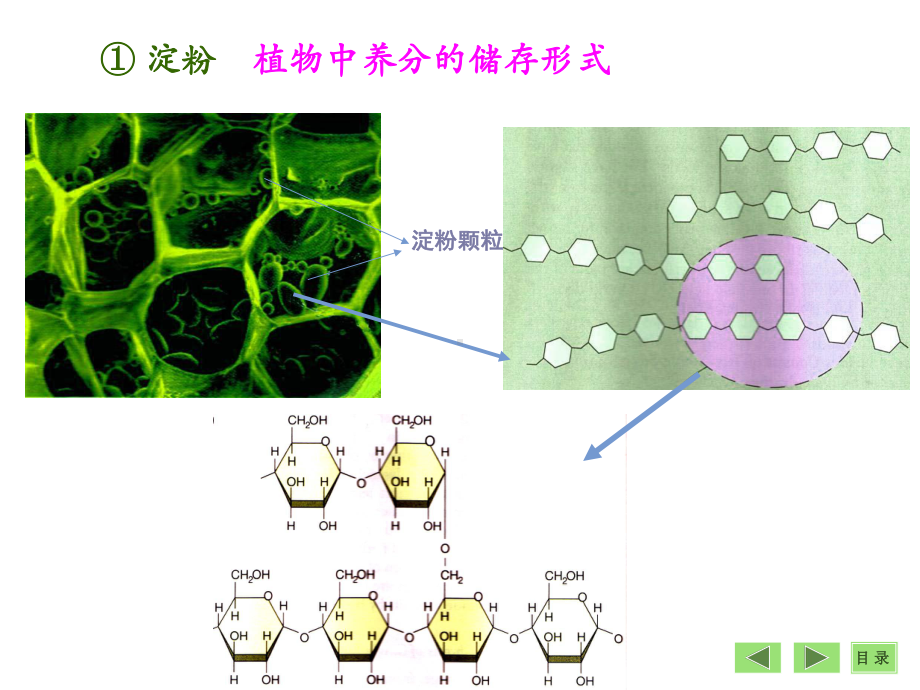 04[安徽医大课程]生物化学第四章 糖代谢课件.ppt_第3页