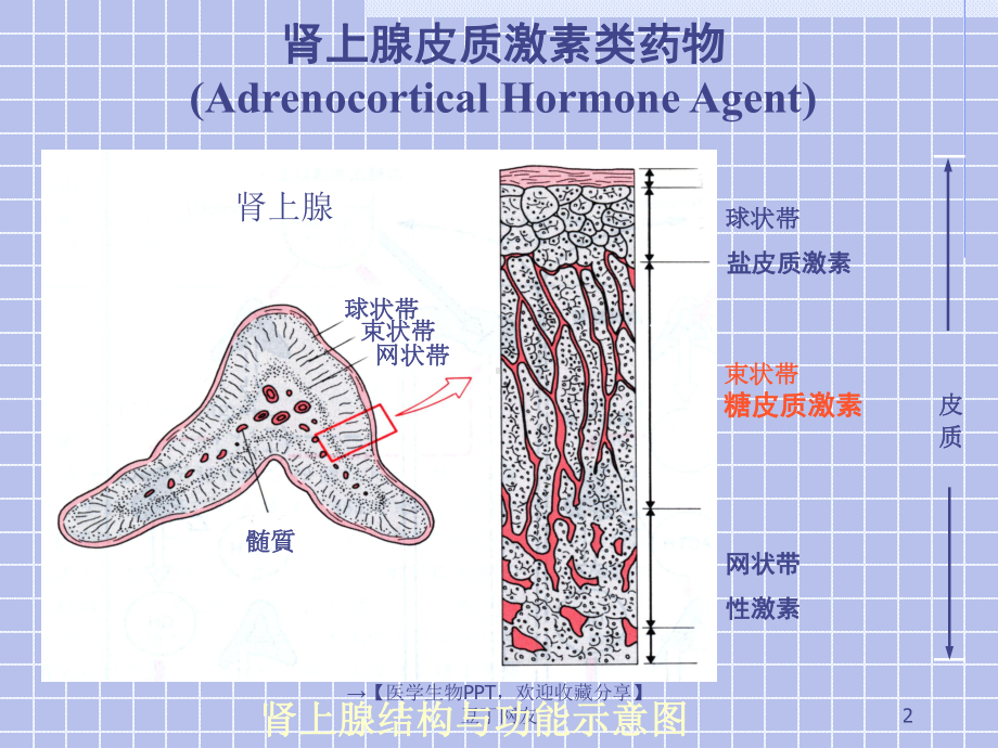 （医学生物）内分泌系统药理学课件.ppt_第2页