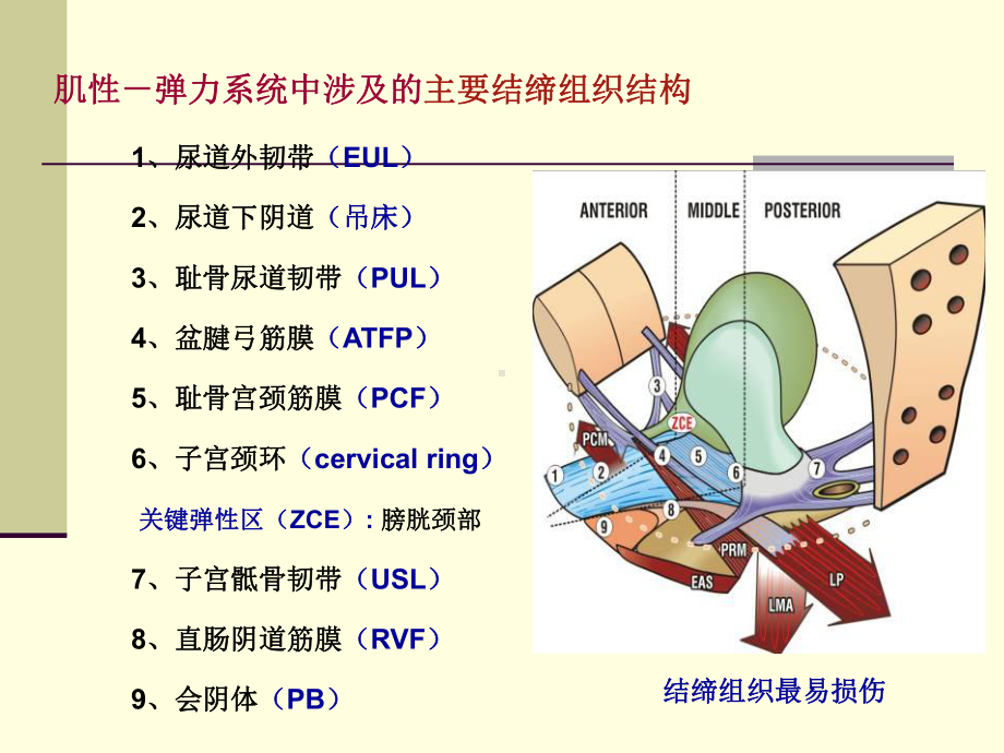 Integral Theory 盆底动力解剖与盆底重建手术课件幻灯.ppt_第3页