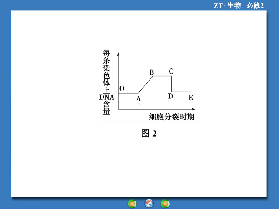 20152016学年中图必修2染色体在有性生殖中的变化课件.ppt_第3页