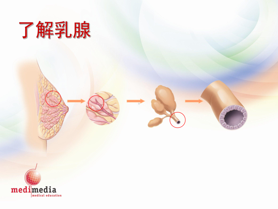 breastcancer乳腺癌健康教育课件.ppt_第3页