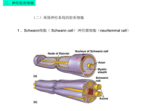 08神经组织2大班 2C皮肤[方案]课件.ppt