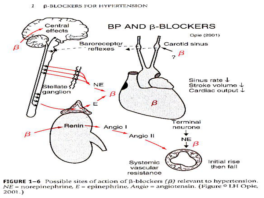 [医药卫生]B受体阻滞剂在高血压和冠心病中的治疗地位1课件.ppt_第3页