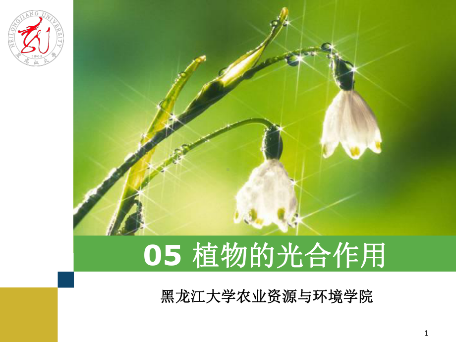 -植物光合作用课件.ppt_第1页