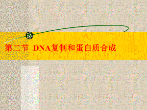 DNA复制和蛋白质合成课件.ppt