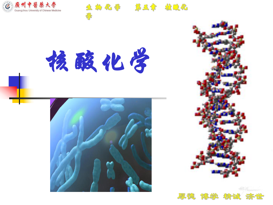 [医学]CH5Gangan生化课件核酸化学和核苷酸代谢ok.ppt_第1页