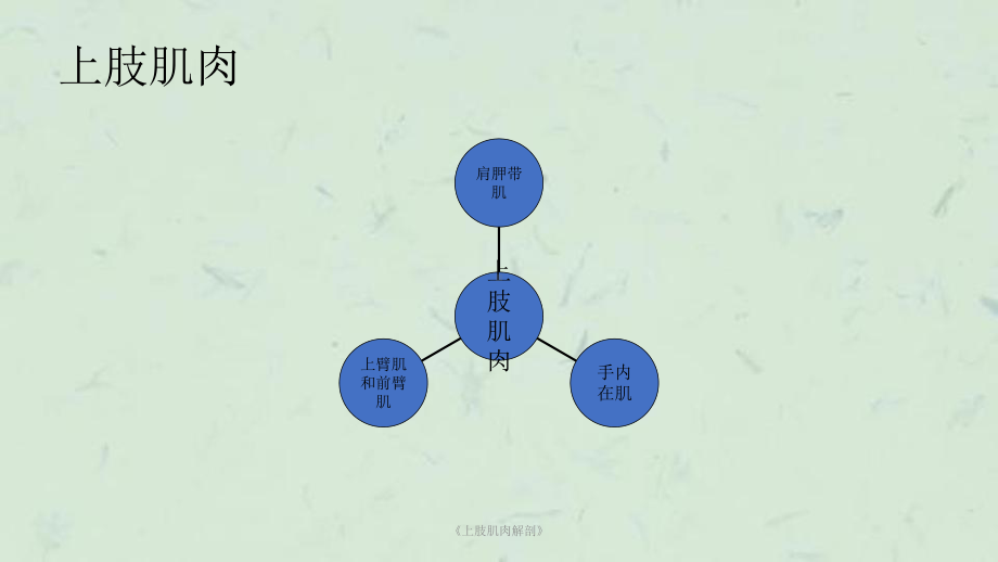 《上肢肌肉解剖》课件.ppt_第2页