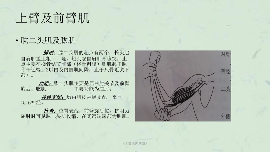 《上肢肌肉解剖》课件.ppt_第3页